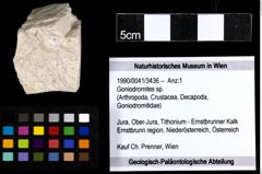 Foto (Objekt + Etiketten) von Goniodromites sp. 